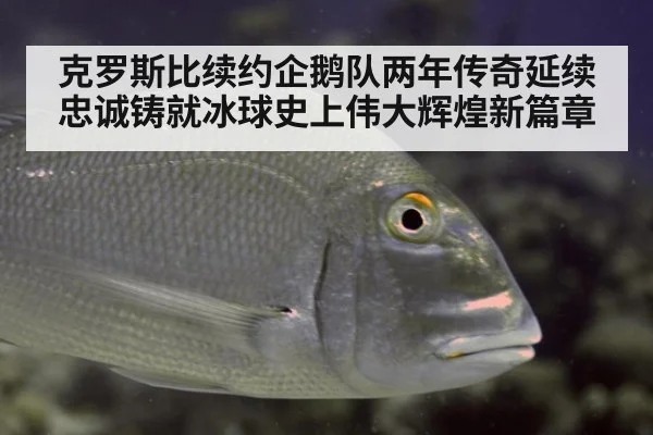 克罗斯比续约企鹅队两年传奇延续忠诚铸就冰球史上伟大辉煌新篇章